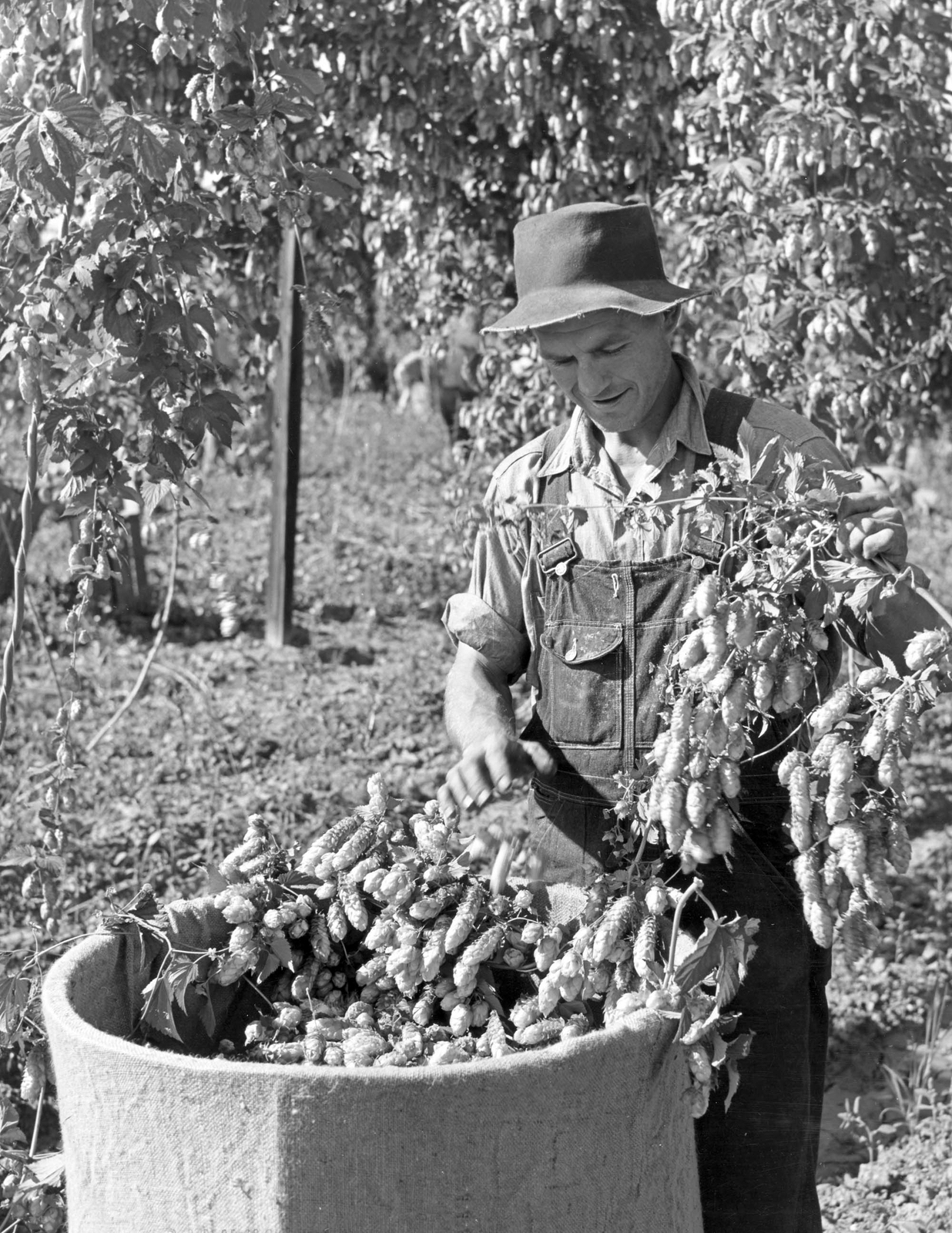 1941 Worker Picking Hops, Yakima County, Washington Old Photo 8.5" x 11" Reprint