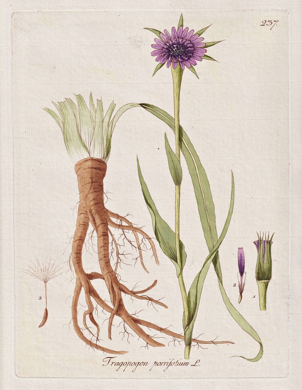 Purpur-Bocksbart Salsify JÃ©Rusalem ÃToile Botanik Kerner Gravure Sur Cuivre 1789