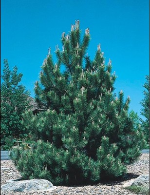  Austrian Pine Tree Pinus Nigra Live Plant Garden Bare Root 3 Years Old Plant