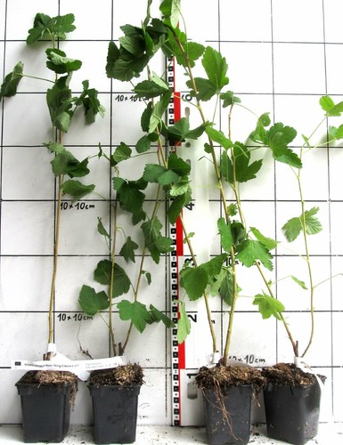 Ribes sanguineum 