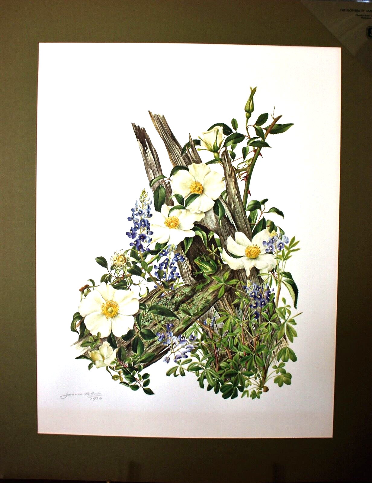 Ten Jeanne Holgate signed Flowers of America prints