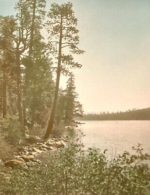 1924 Fallen Leaf Lake Tahoe Signed by Female Photographer BIRDIE Vintage Trees