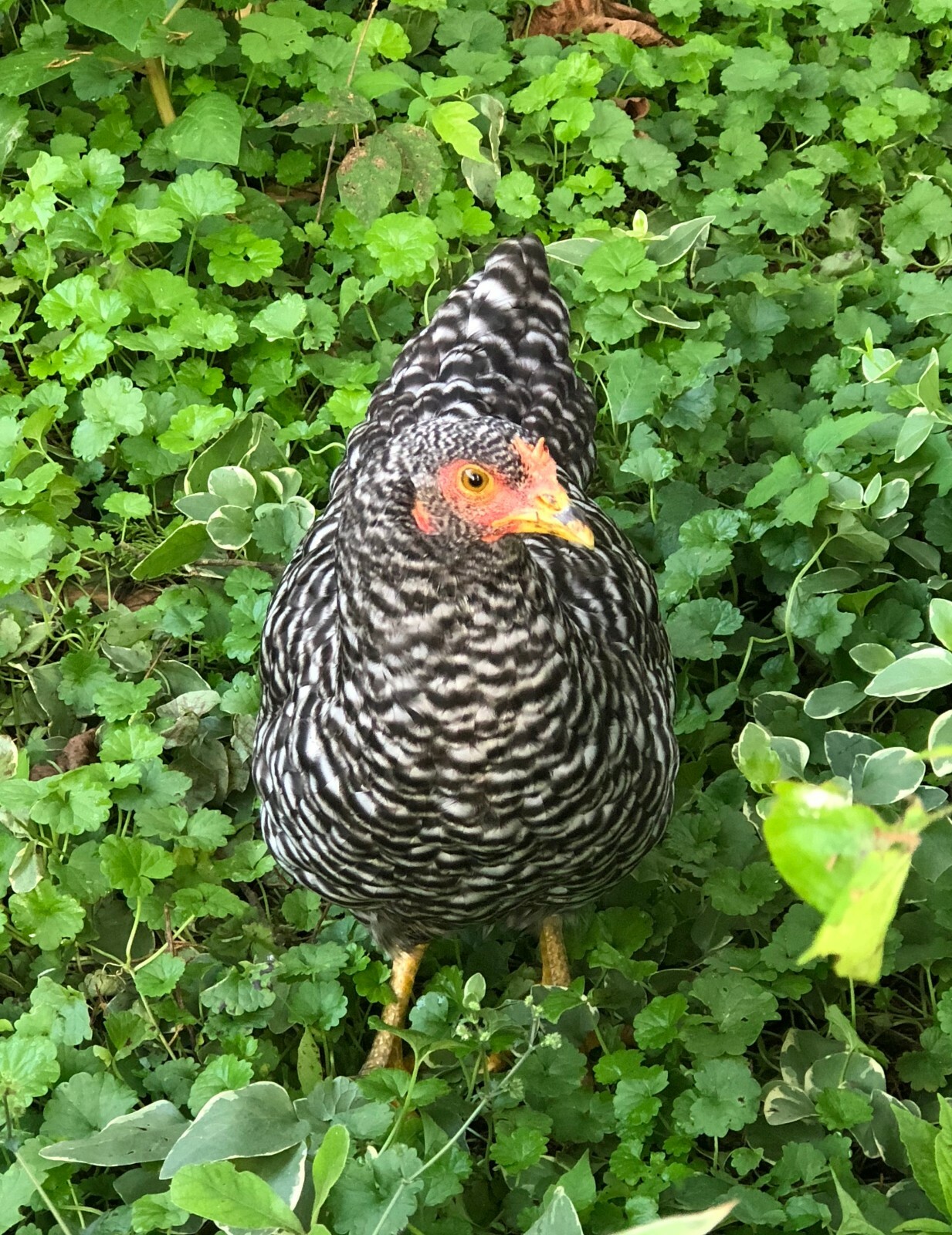 Backyard Mix - 12 Fertile Hatching Eggs