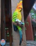 Euiroet Tropical Real Hanging Parrot Decor,Resin Bird Figurines,Bird Statues,Home Ornament Decor for Tiki Bar,Perfect for Yard Ornaments,Tree Decorations Outdoor,Patio,Lawn,Tree Trunk, Porch