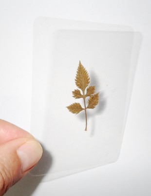 Laminated Spanish Needle Leaf in 95x65 mm Plastic Sheet 2 pieces Lot