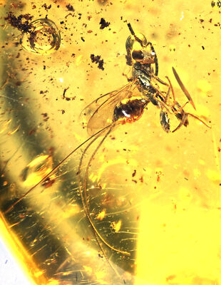 Rare Torymidae (Wasp) with large Ovipositor, Fossil Inclusion in Dominican Amber