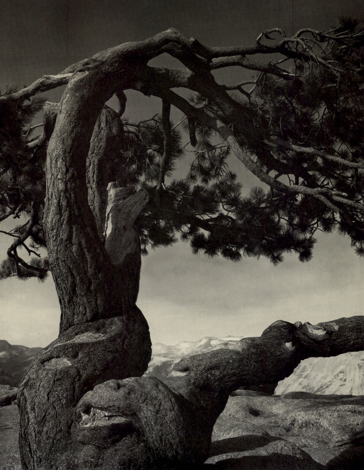 1949 Ansel Adams Yosemite Jeffery Pine Sentinel Dome
