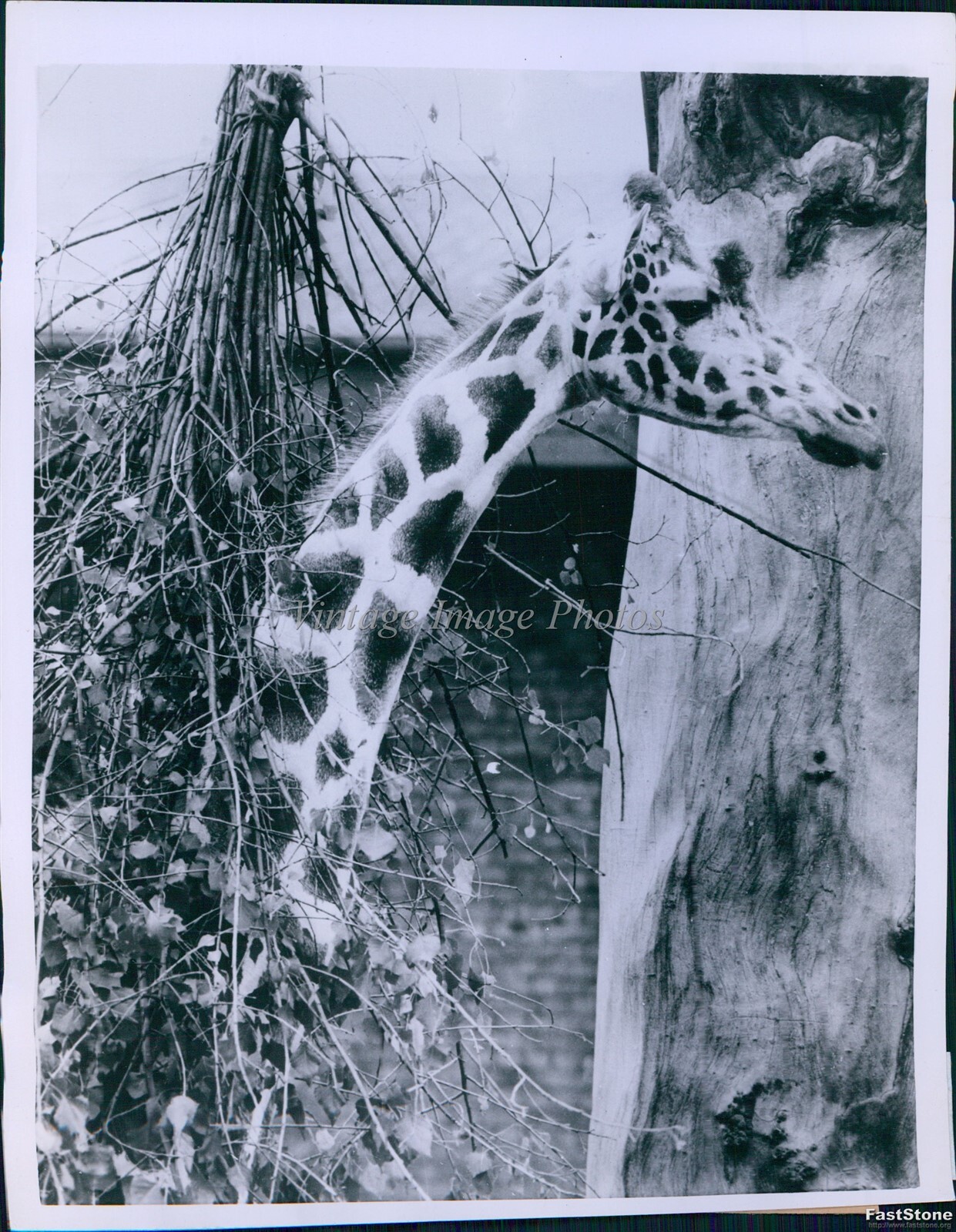 1954 Photo Giraffe At London Zoo Uses Dangling Brush To