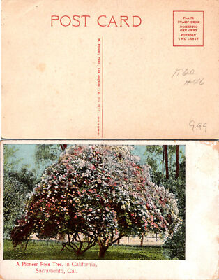 Vintage California Pioneer Rose Tree Sacramento Postcard Unused 51003
