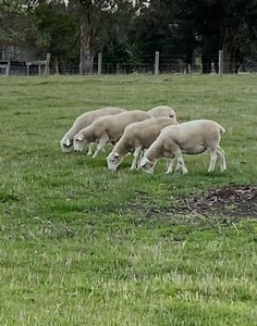 wiltipoll sheep