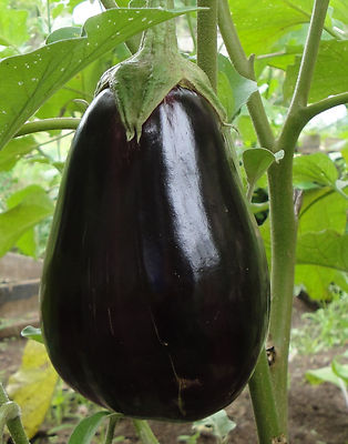 50 Samen AUBERGINE BLACK BEAUTY Eierfrucht Schwarze Schönheit ROBUSTE SORTE