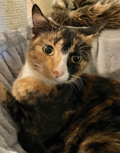 “Peaches” Adoption Perth Animal Rescue Cat/Kitten | Cats ...