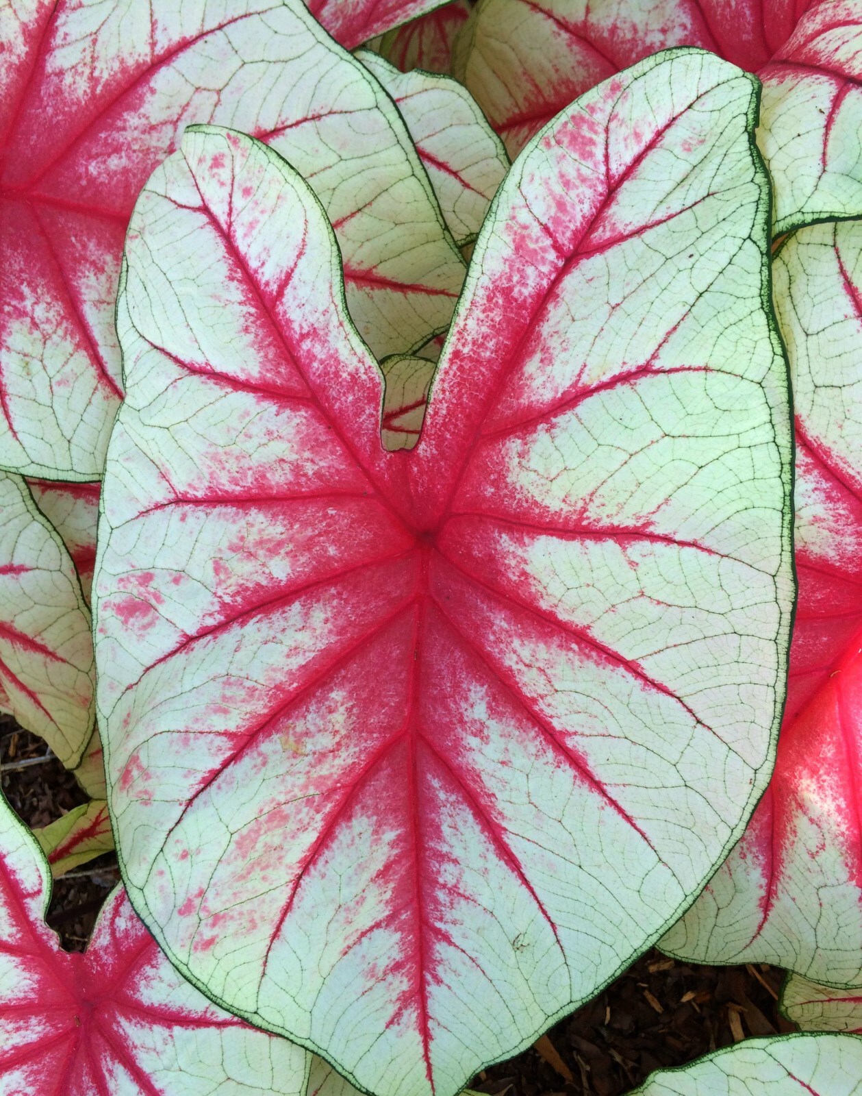 Caladium - Fiesta - Striking Red/White Leaves - Lot of 8 Bulbs