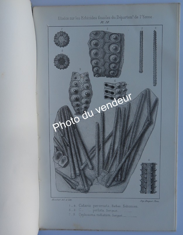 PalÃ©Ontologie Cotteau, 1879. Echinides Fossiles De L'Yonne: CrÃ©TacÃ©, SÃ©Nonien
