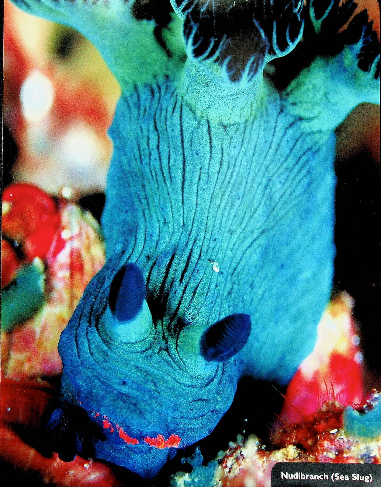 Nudibranch (Sea Slug) - Ocean / Sea Animal Poster Print 9.5