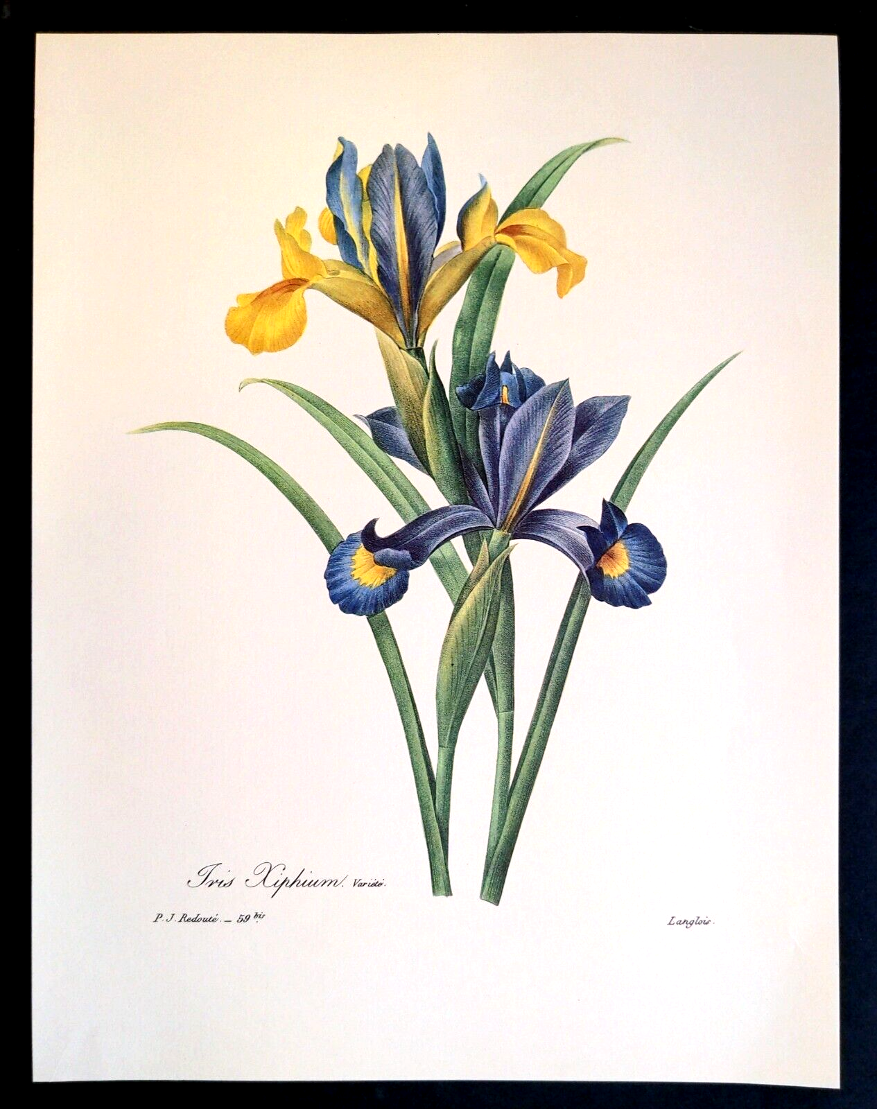 Pierre Joseph Redoute Flower IRIS KIPHUIM Botanical Art Book Plate 59bis