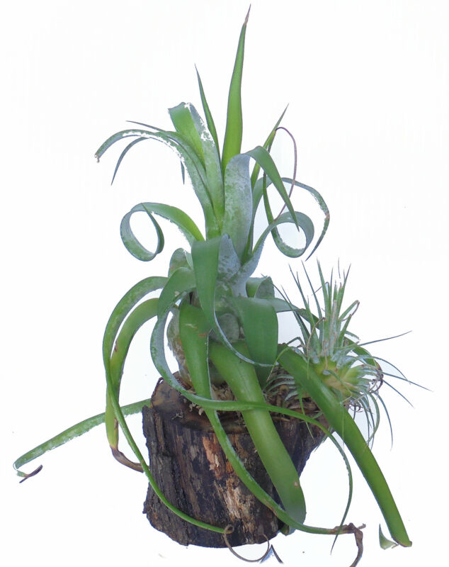 Orchid Creations Air Plants Mounted on Wood #3