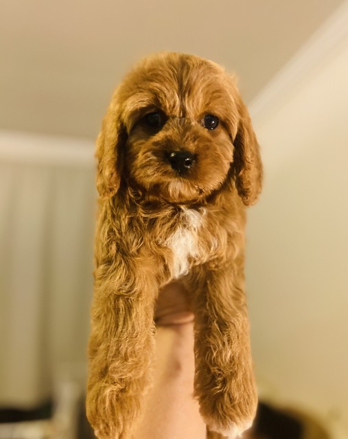 ruby toy cavoodle