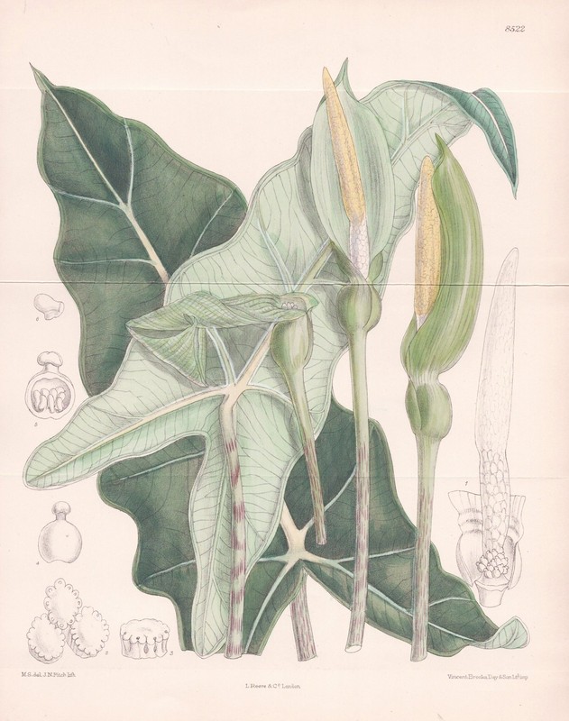 Alocasia Micholitziana Philippines Fleur Botanique Lithographie Curtis 8522