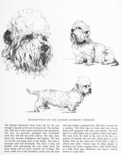 Dandie Dinmont Terrier Sketch - CUSTOM MATTED - 1963 Vintage Dog Art Print 