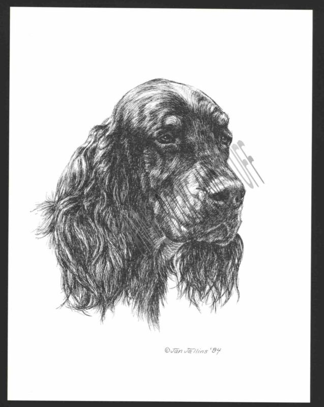 #344 GORDON SETTER portrait dog art print * Pen & ink drawing by Jan Jellins