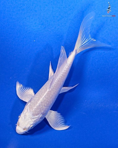 4" PLATINUM OGON Butterfly Koi live fish nextdaykoi NDK | eBay