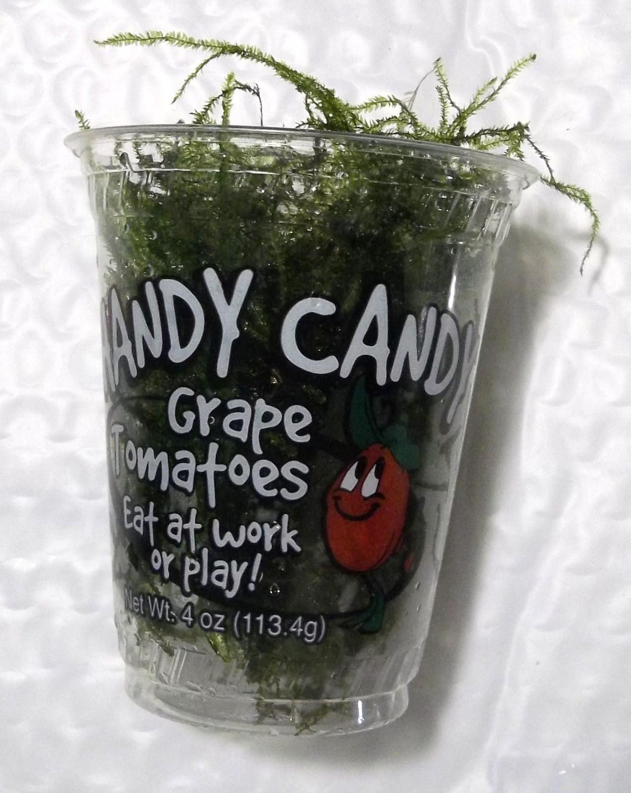 Java Moss Freshwater Aquarium Live Aquatic Plant 4oz. cup Full 4