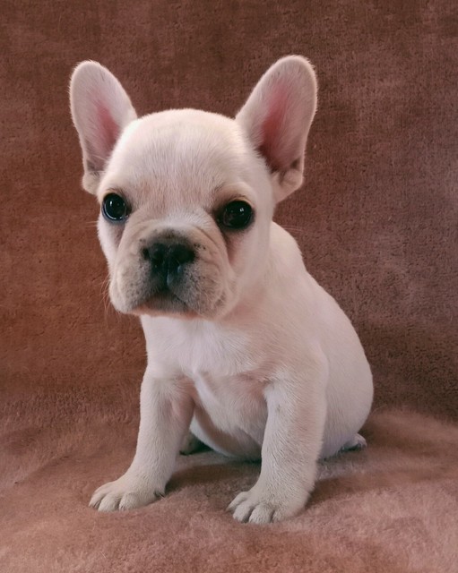 pedigree bulldog puppies