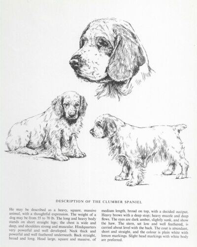 Clumber Spaniel Sketch - CUSTOM MATTED - 1963 Vintage Dog Art Print 