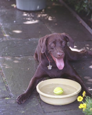 President Bill Clinton's dog Buddy at the White House in 1998 Photo Print