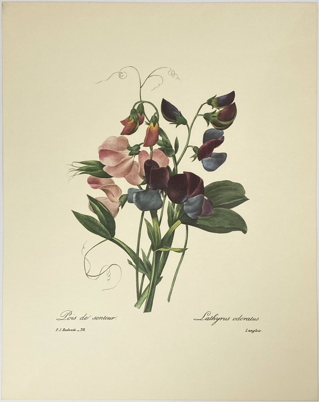 BOTANICAL ART 【import品】 Set of 6 Antique Repro Botanical ART PRINTS Picture Home