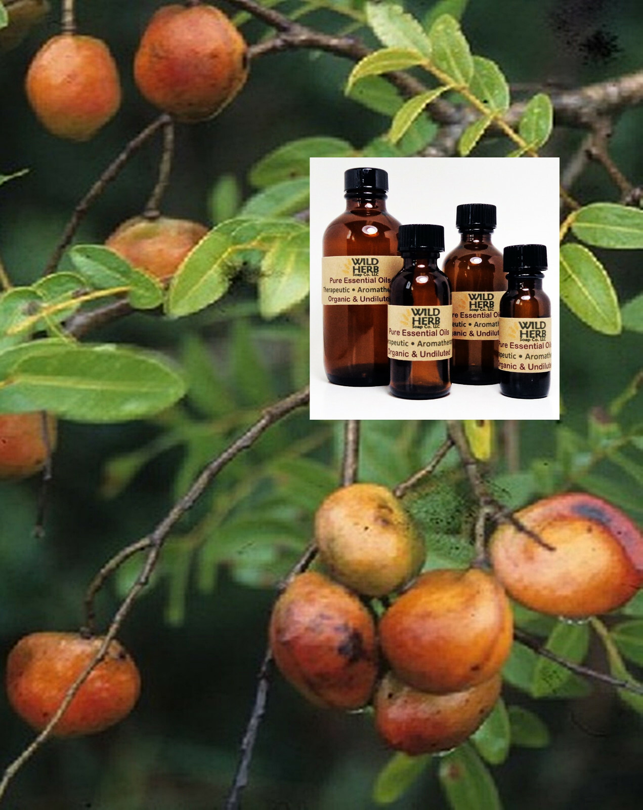 Organic Copaiba (Balsam) Essential Oil | Pure & Undiluted | Fast Ship|USA Seller