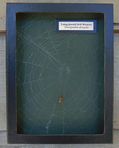 E719) Real Long-jawed Orb Weaver Spider on actual Web 6X8 framed taxidermy mount