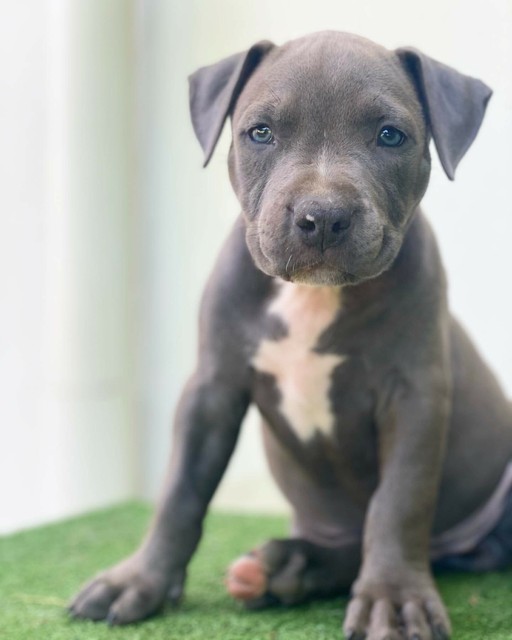 Blue XL American Bully X Blue/Fawn American Staffy Puppies | Dogs
