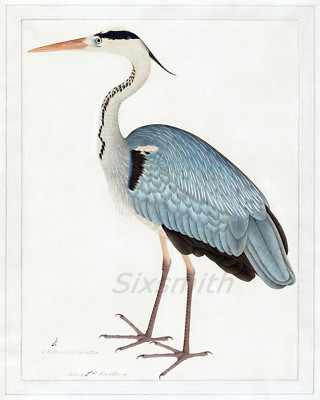 INDIAN GRAY HERON, Ram DasVintage Drawing Fine Art Giclee High Res 8x10 Print