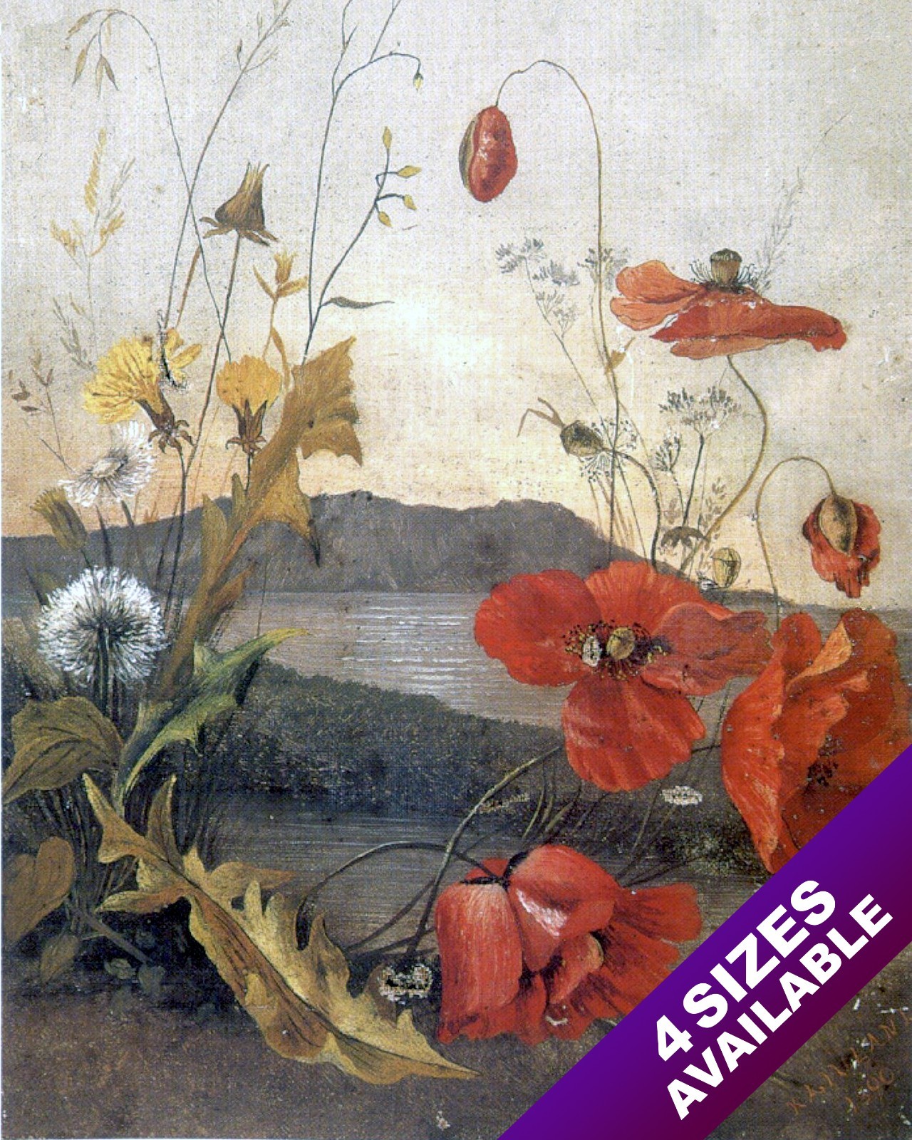 POPPY FLOWERS & DANDELIONS AT DIAMONDHEAD OAHU HAWAII PAINTING ART CANVAS PRIN