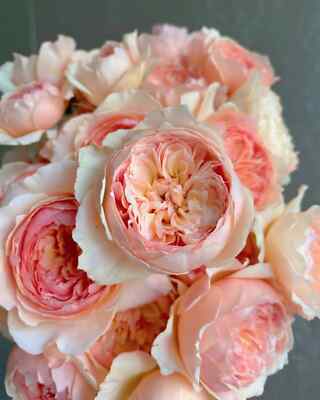 Masora Rare Japanese Rose,  UNROOTED, Fresh Cuttings 5-8'' Long  3 Stems