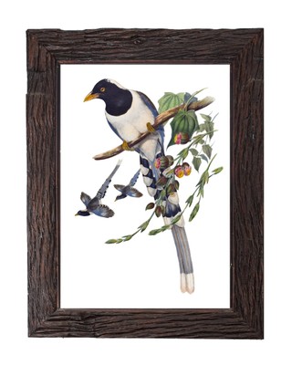 Vintage Magpie Bird Illustration Retro Home Decor 5x7 Wall Art Print John Gould
