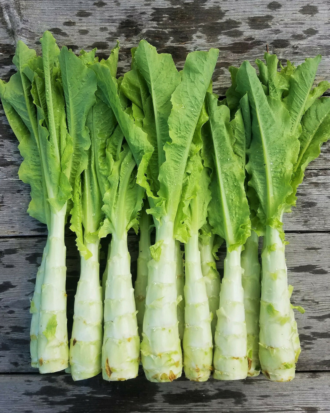 茎レタス 中国紅莴笋 種 1000粒 400+CT Organic Celtuce Seeds Produce By 2025. 400多粒有机