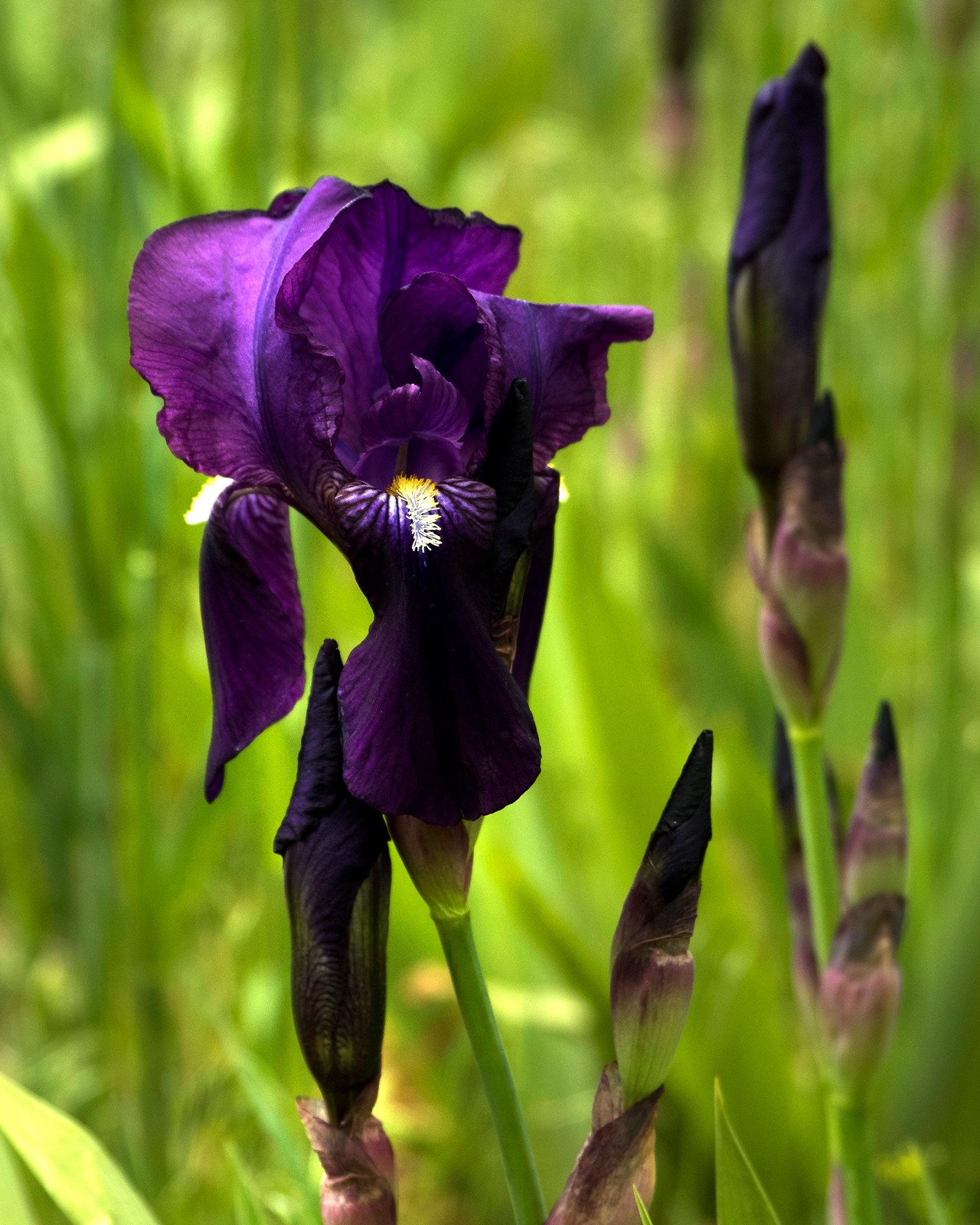 25 Eleanor Roosevelt, Boarder bearded Iris, Re-bloomer, purple