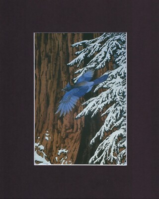 8X10'' Black Matted Print  Fits Bev Doolittle, Art Painting: Broken Silence, Bird