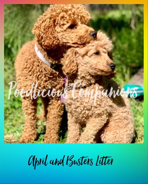 miniature poodle gumtree