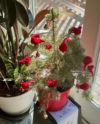 Foto dell'oggetto di un acquirente verificato