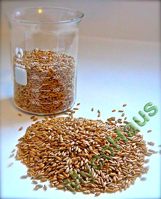 MycoHaus 8 lbs ( 4 pack ) sterilized rye grain berries mushroom spawn grow bag