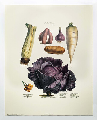 Vilmorin Fruit & Vegetable Prints 1868, by Champin  reproduction print