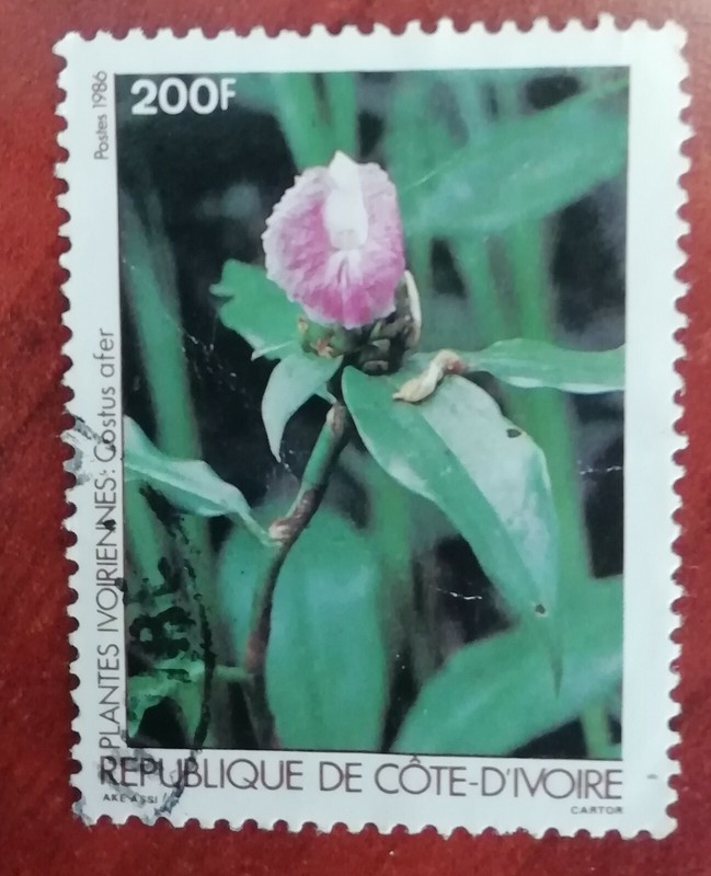 Timbre Republique Cote DâIvoire Ivoiriennes Costus Afer 1986