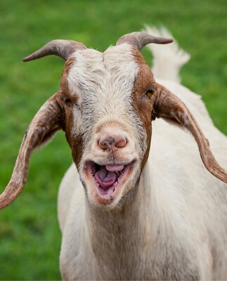 35'' Fabric Panel | David Textiles Digital Smiling Goat Farm Scene Green