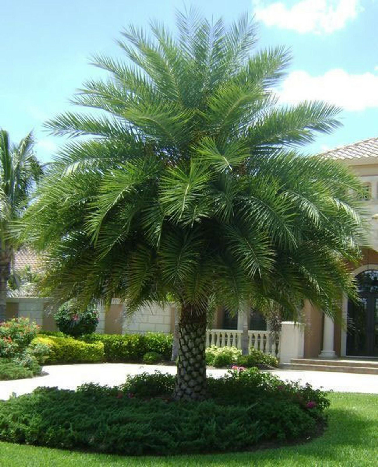PALMS　Sylpher V.Stream SVVS-56XUL PALMS Sylpher V.Stream SVVS-56XUL 489.png?width=547&etag=