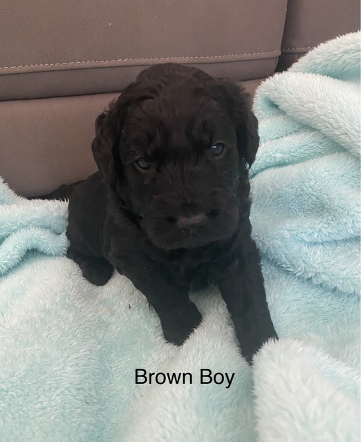 groodles for sale gumtree