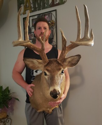 Log Cabin Decor Large Eastern Whitetail Deer Shoulder Mount Antlers Real Taxidermy Vintage Home Decor Rustic Deer Antlers